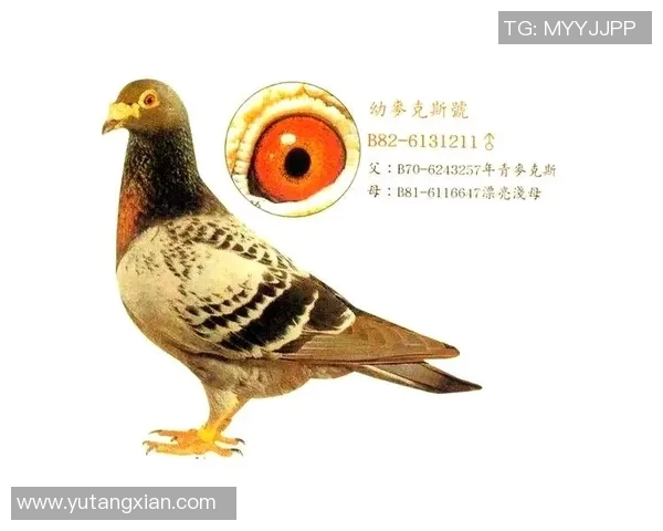 埃青年与奥斯的巅峰对决谁能在赛场上书写新的传奇篇章